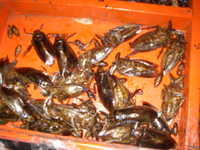 IMGP3540.JPG