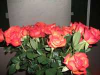 DSCF1357.jpg