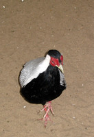 IMG 0007