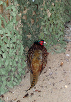 IMG 0010
